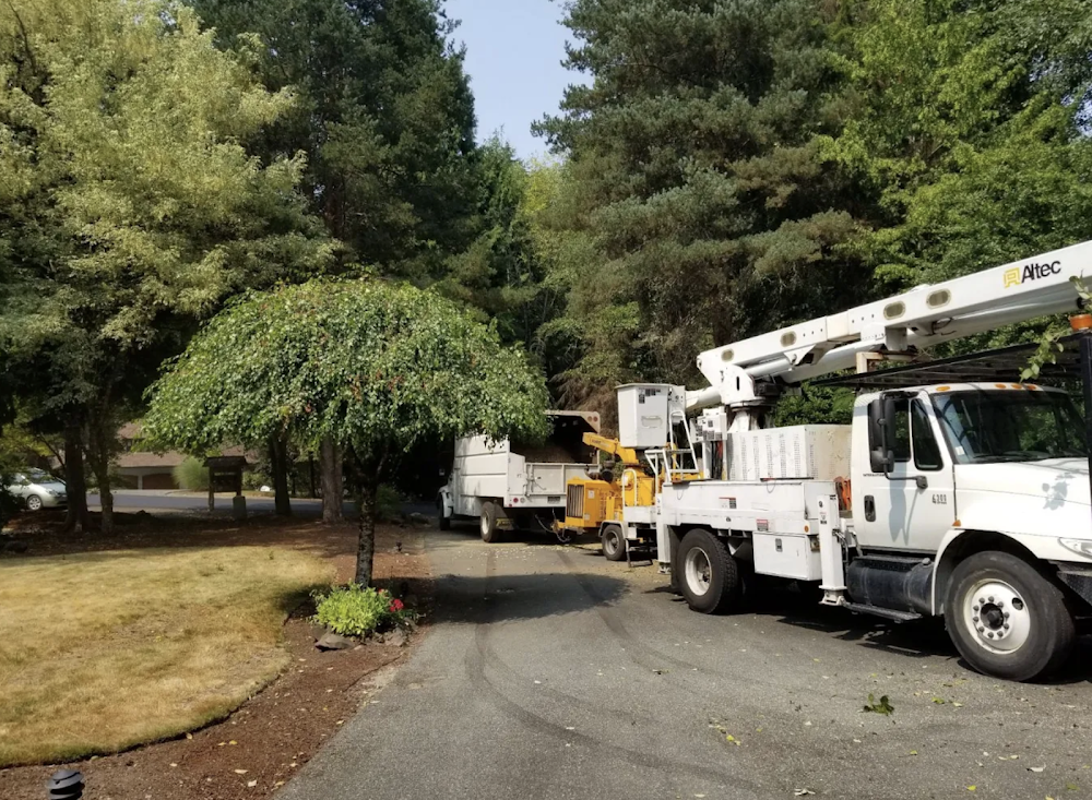 High Quality Tree Service