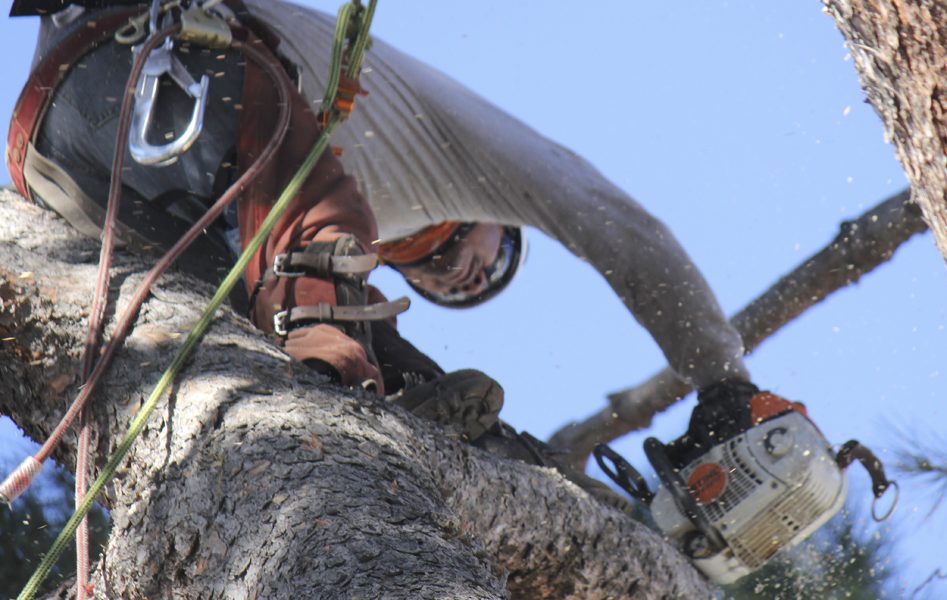 Kings Tree Service
