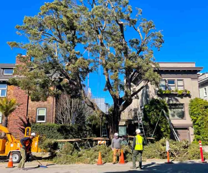 Local Tree