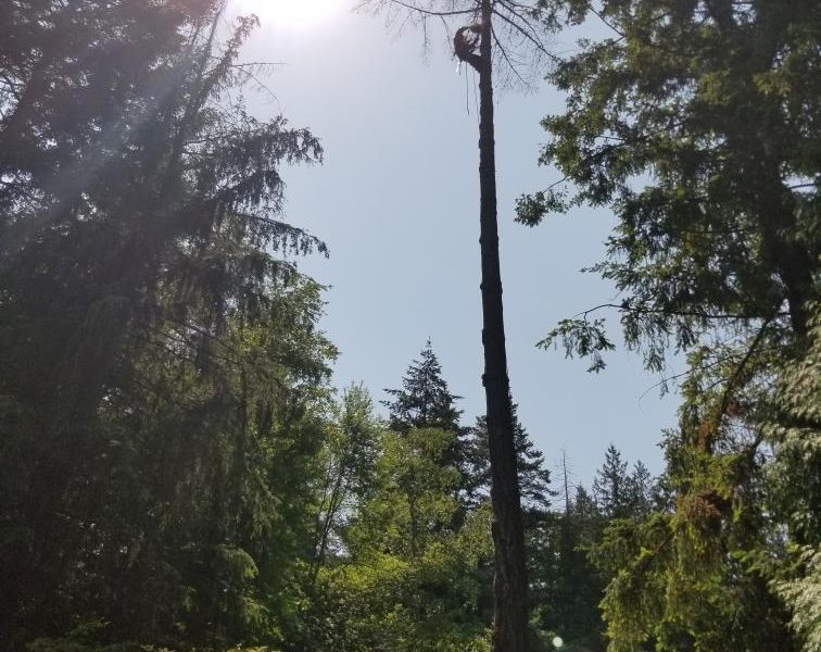 NORTHWEST TREECARE LLC