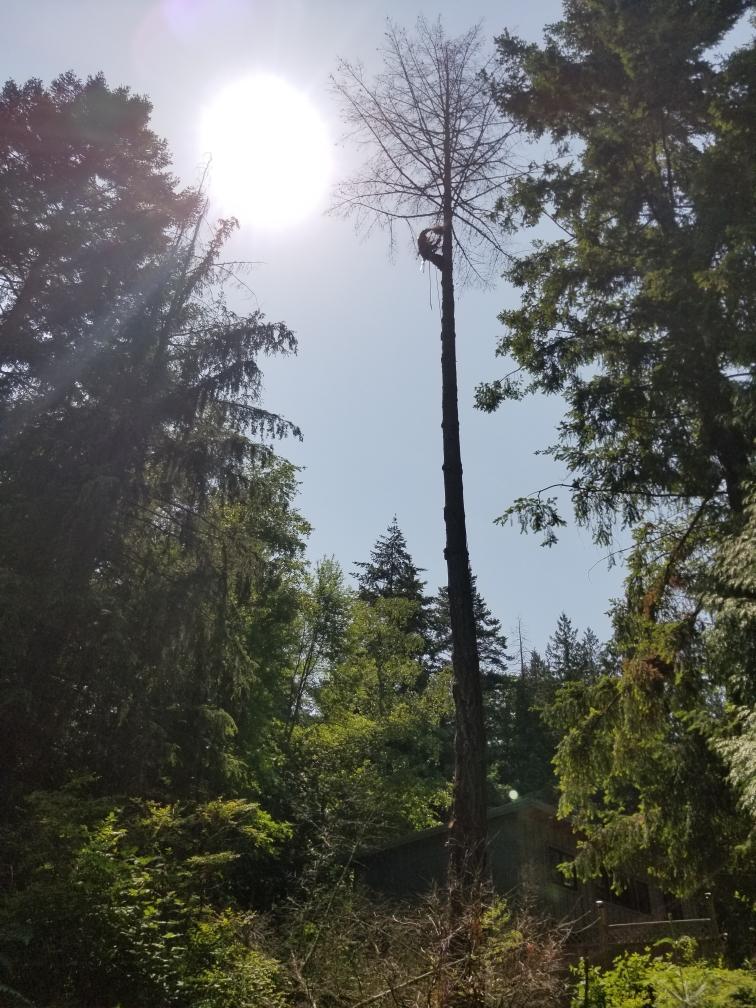 NORTHWEST TREECARE LLC
