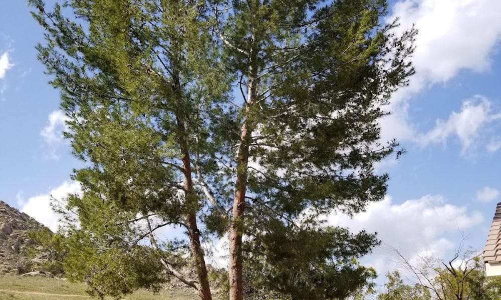SkyHook Tree Service