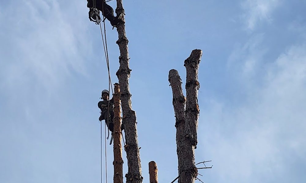 Take a Bough Tree Service