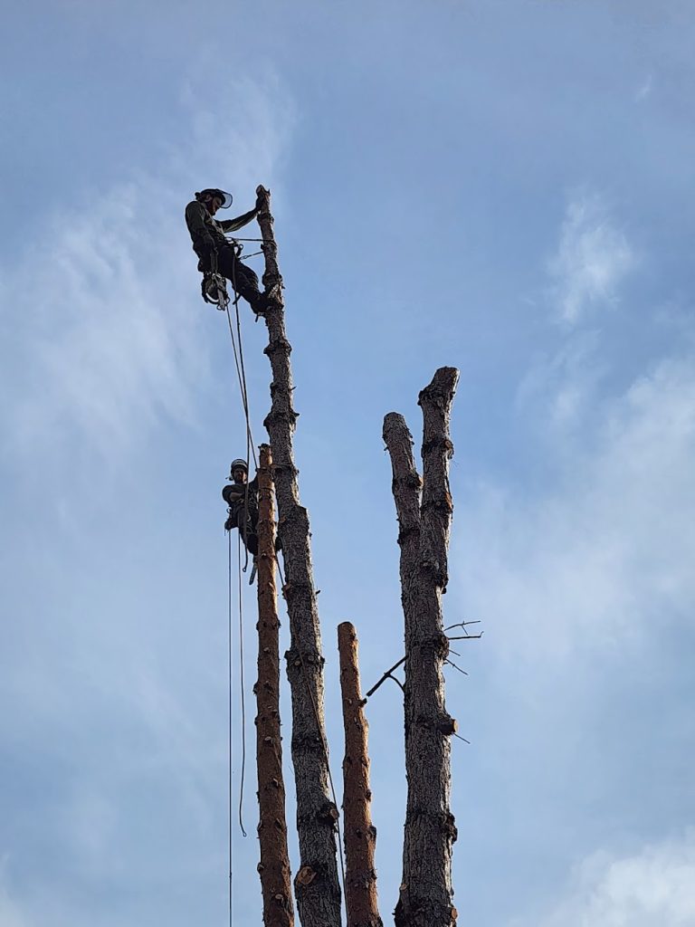 Take a Bough Tree Service