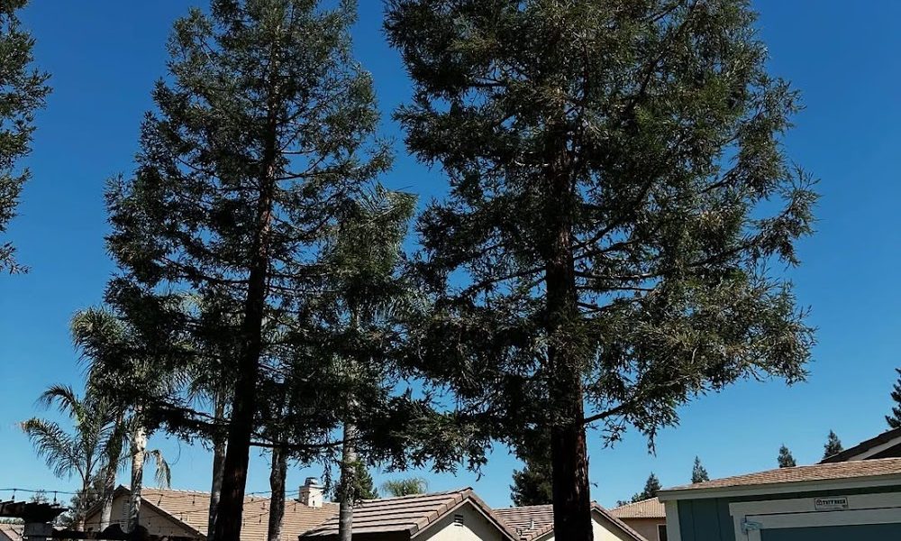 Visalia Tree Service, LLC