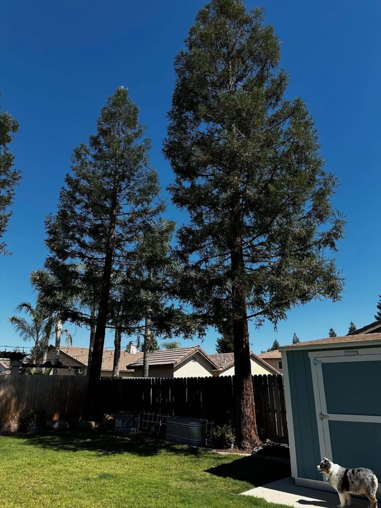 Visalia Tree Service, LLC