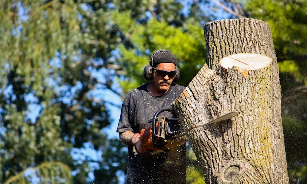 Zapps Tree & Yard Services
