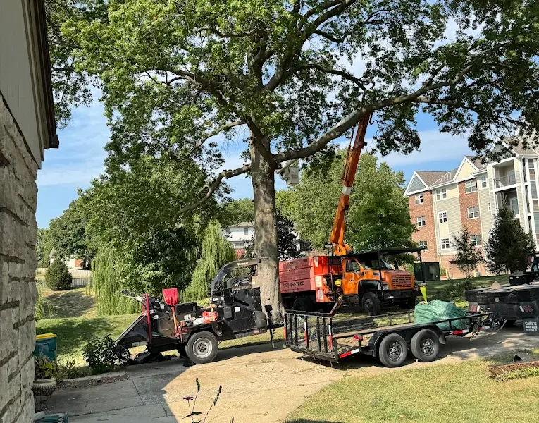 Midwest Tree