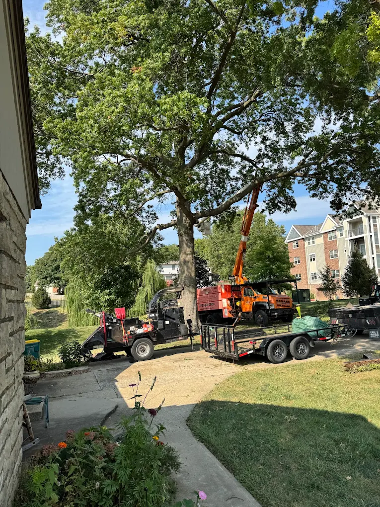Midwest Tree