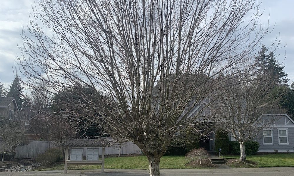 Champion Tree Care