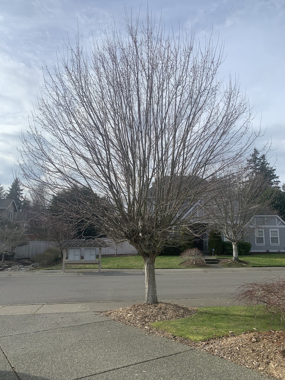 Champion Tree Care