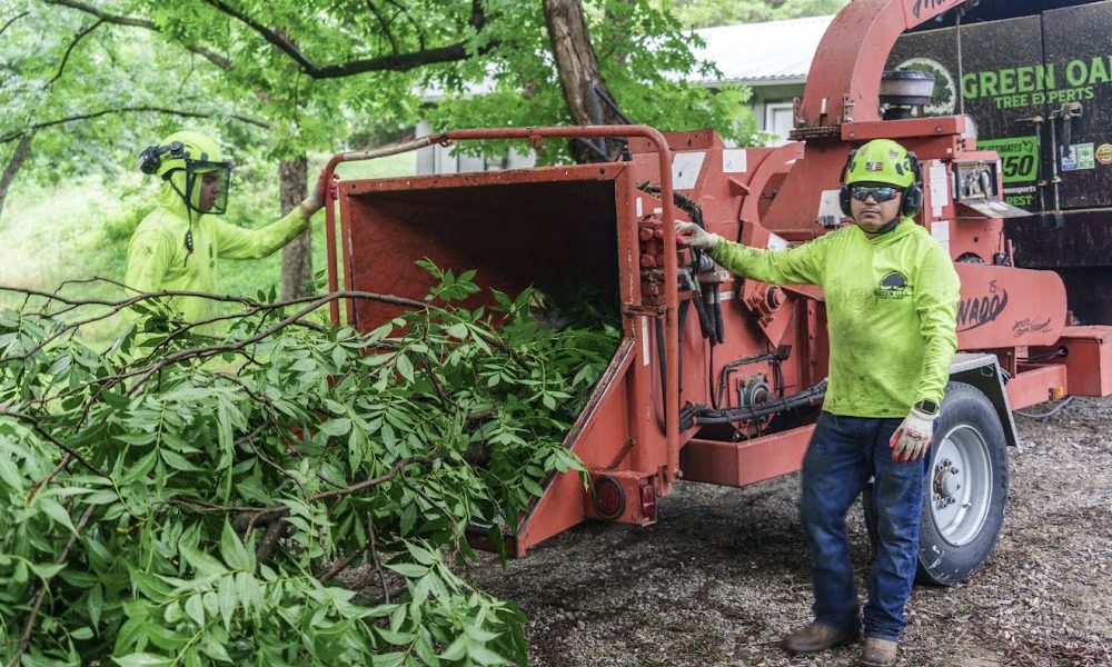 Green Oak Tree Experts