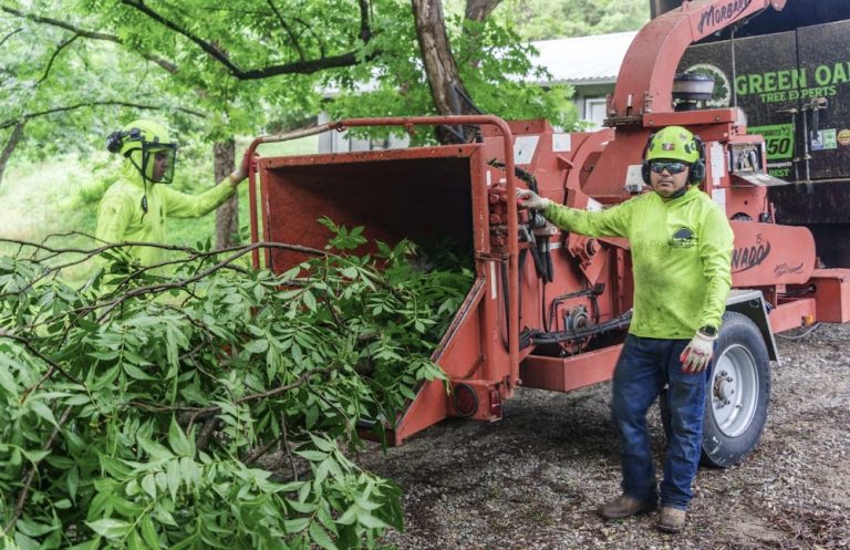Green Oak Tree Experts