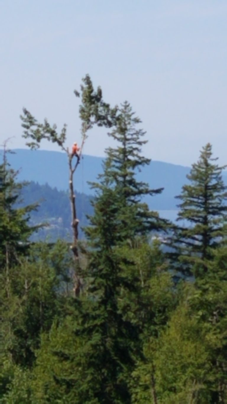Legacy Tree Care LLC