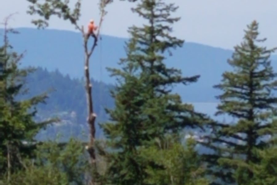 Legacy Tree Care LLC