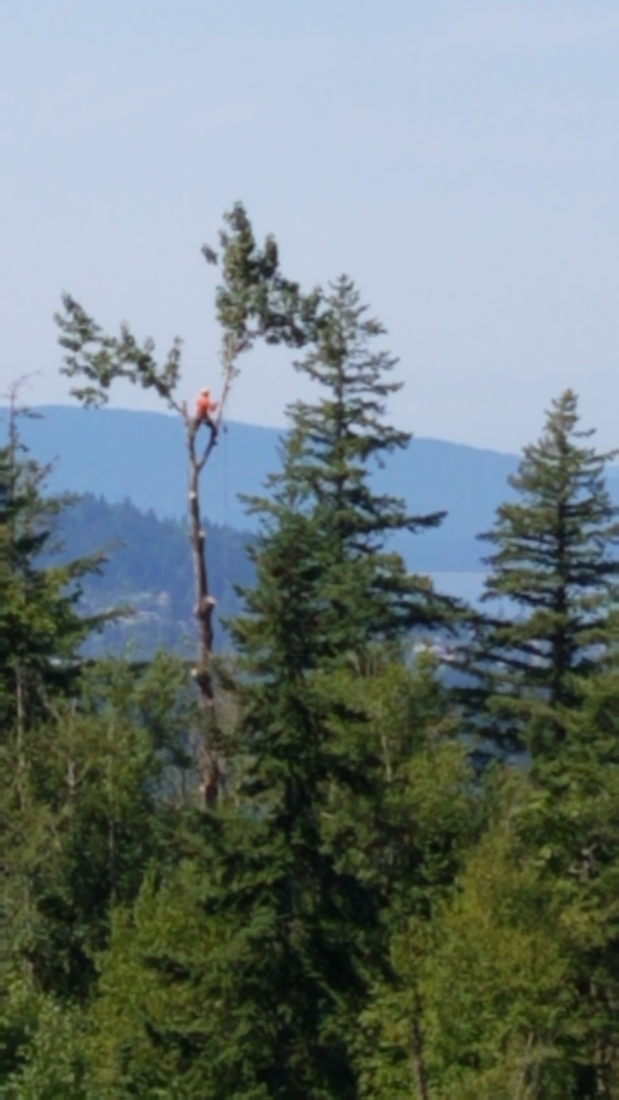 Legacy Tree Care LLC