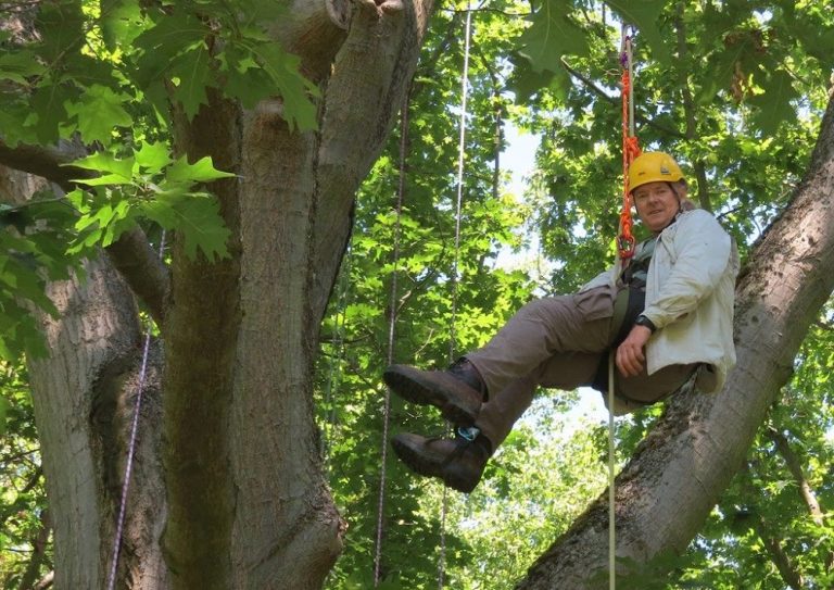 Michael Oxman, Professional Tree Surgeon