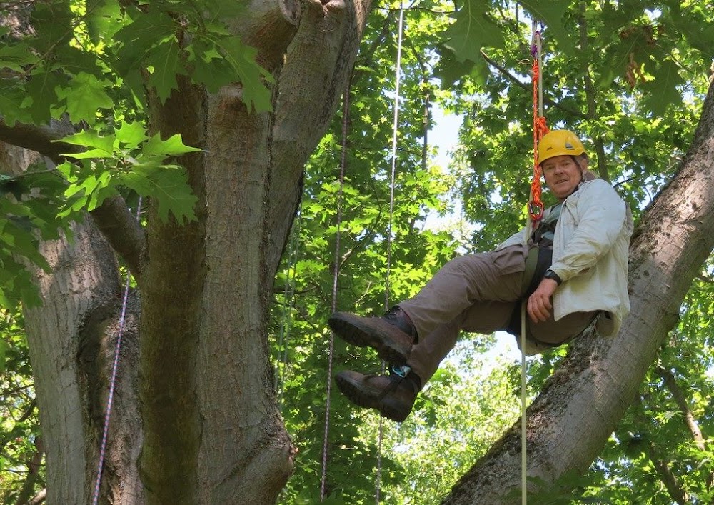 Michael Oxman, Professional Tree Surgeon