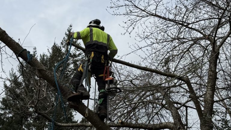 Olympic Tree Service