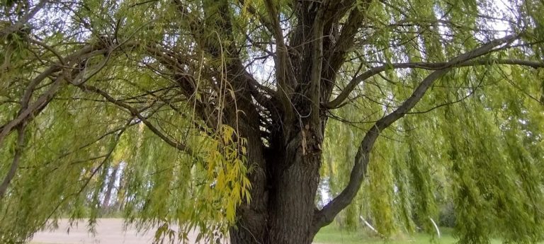 Renaissance Tree Care
