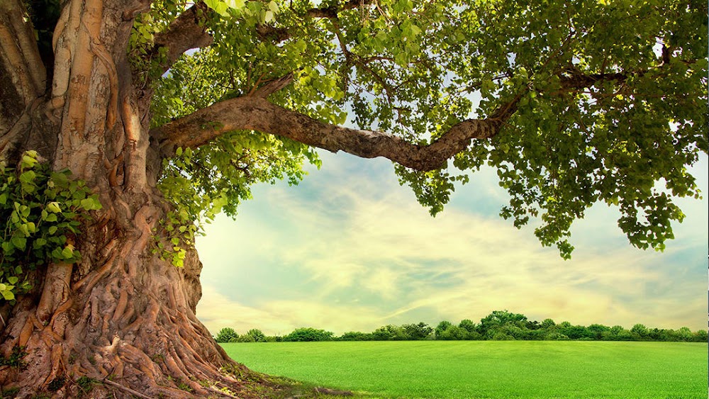 Residential Foresters LLC