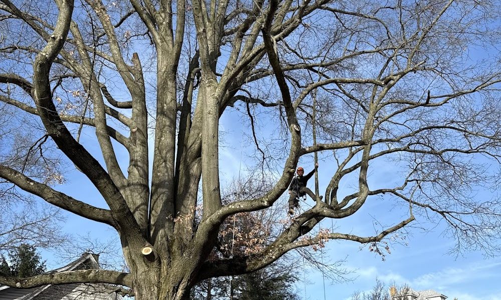 West Penn Tree Service
