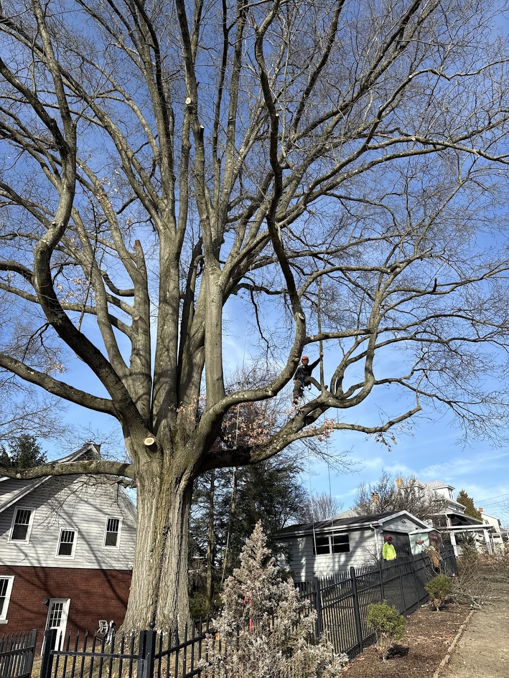West Penn Tree Service