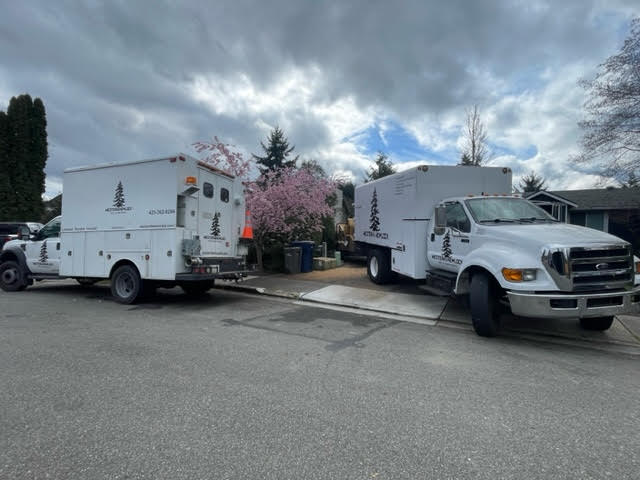 Western Hemlock Tree & Stump Service
