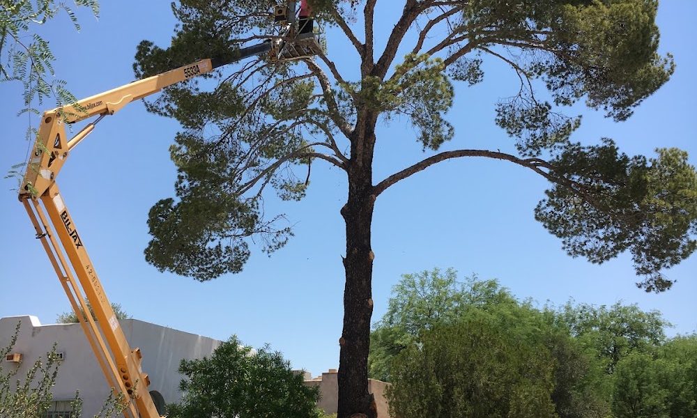AAA Mammoth Tree & Landscaping