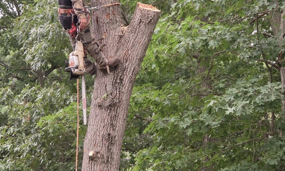García Tree Removal Service