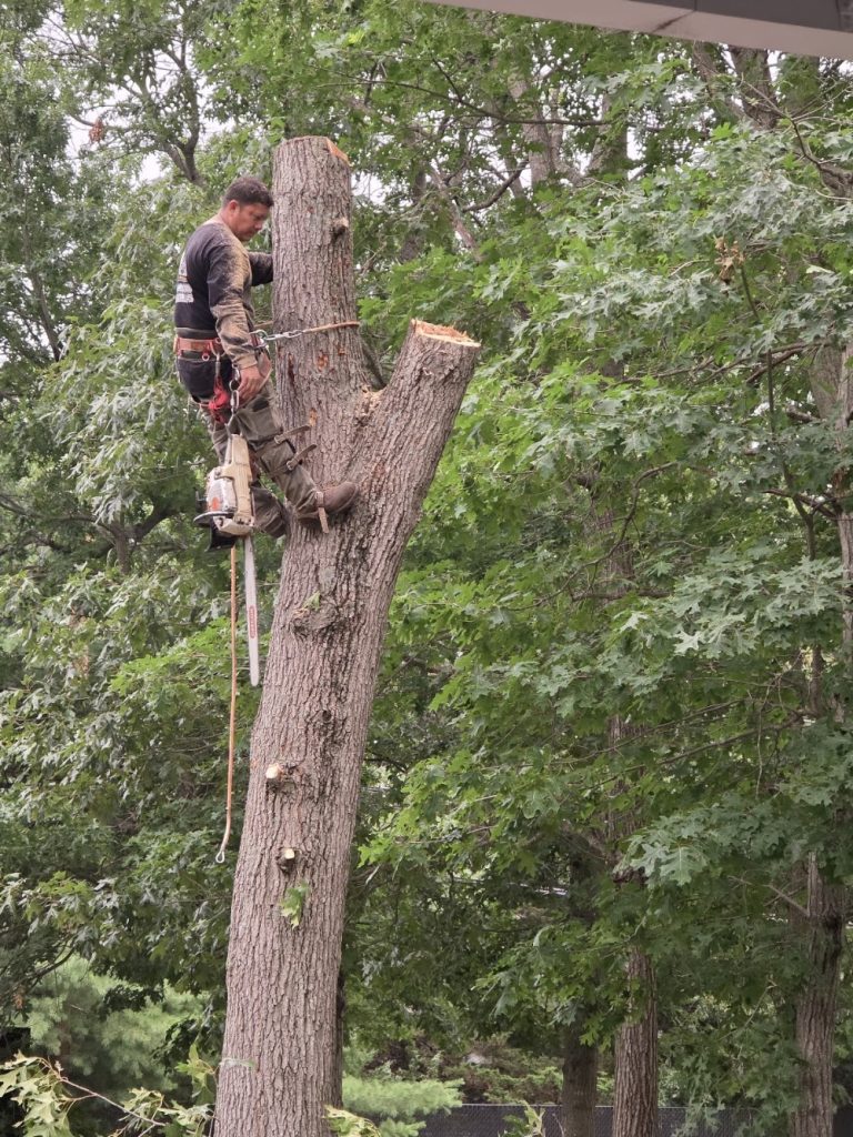 García Tree Removal Service