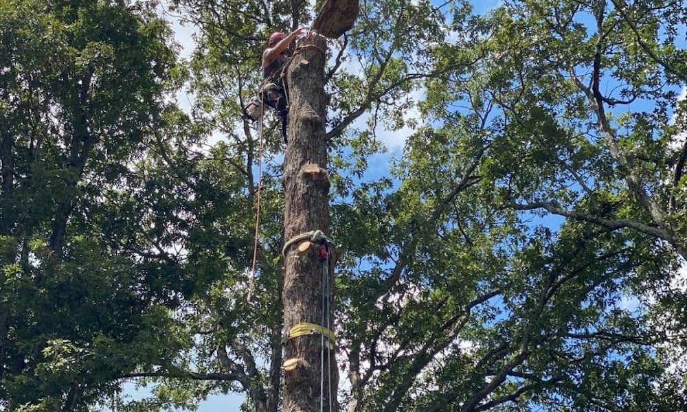JD TREE, LLC