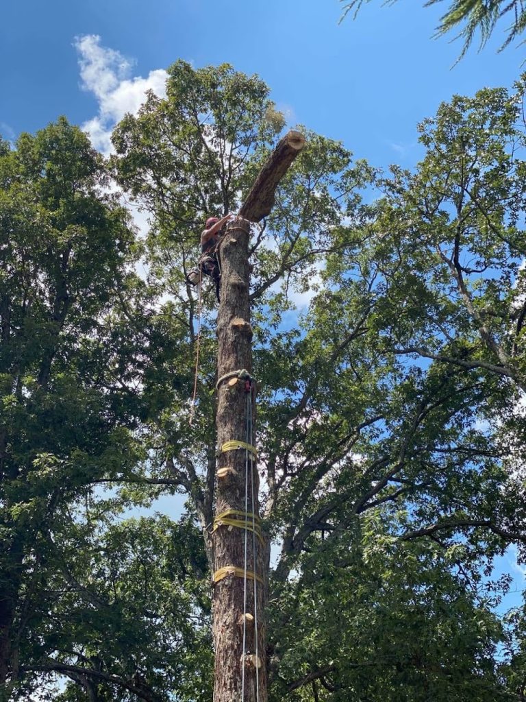 JD TREE, LLC