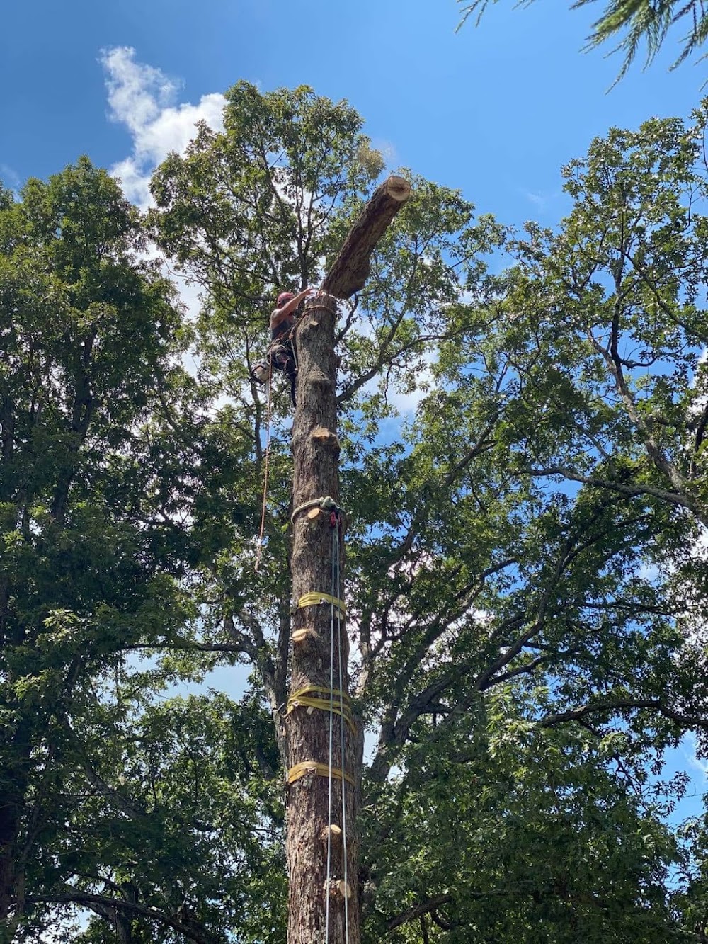 JD TREE, LLC