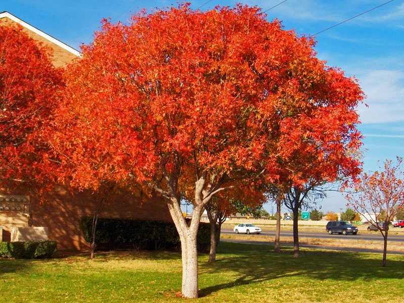 AZ Tree and Landscaping