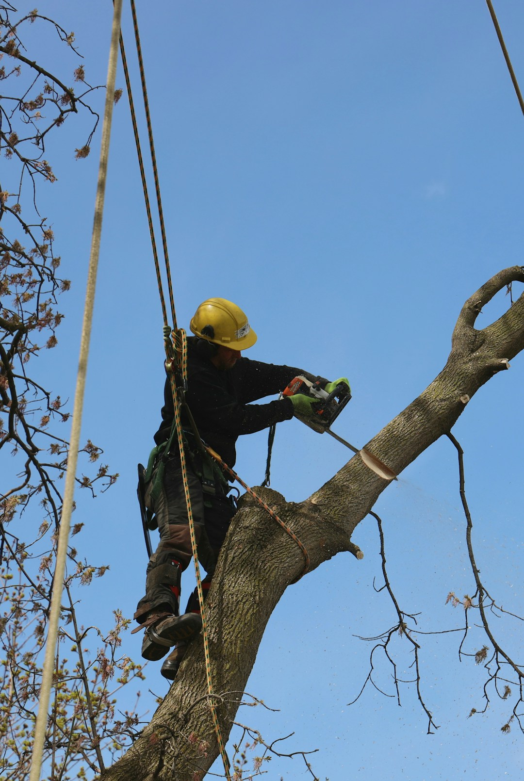 Illustrative photo of tree climbing and maintenance