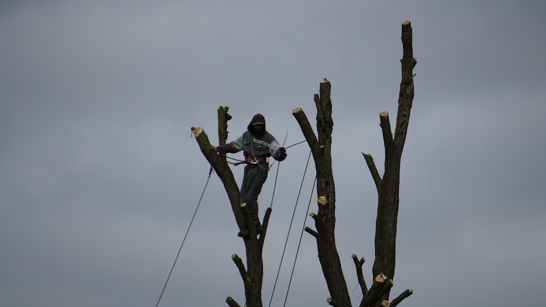 Barnhart Tree Co