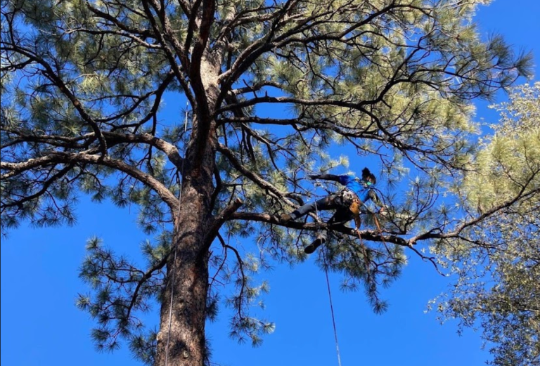 Bear Trees & Firewise