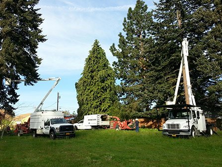Columbia Tree Service