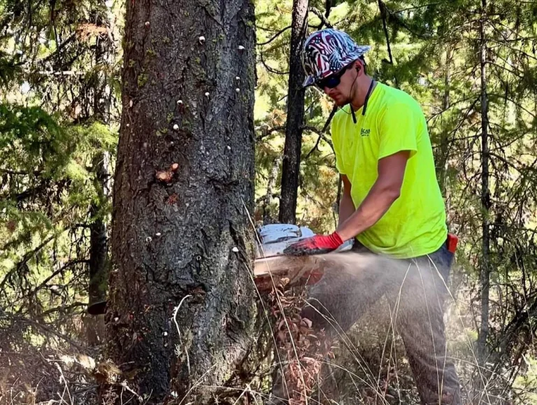 DK Forestry