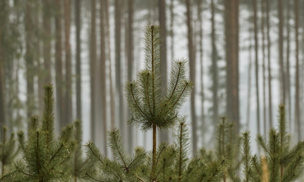 Photograph of young evergreen pine trees in a forest