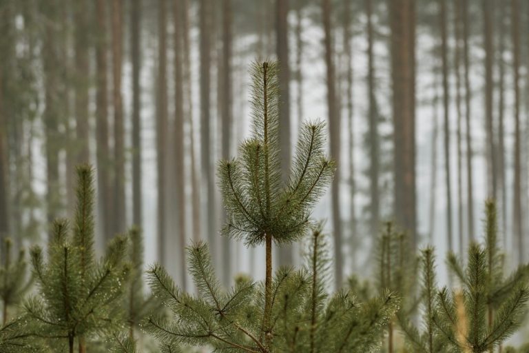 Greenshield Tree Health