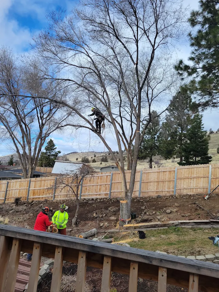 Goldanbrown Tree Service