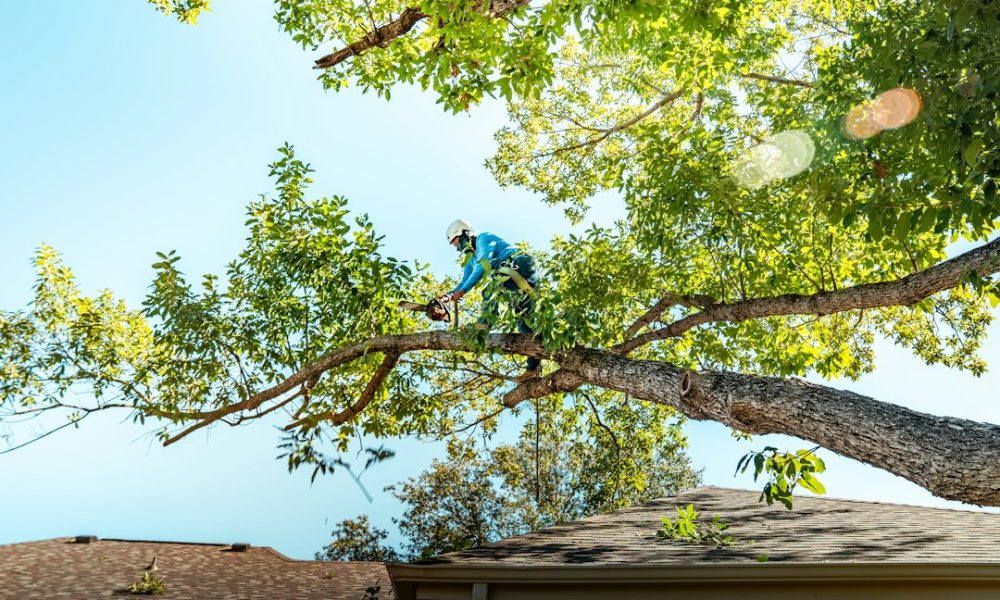 Iconic Tree Care