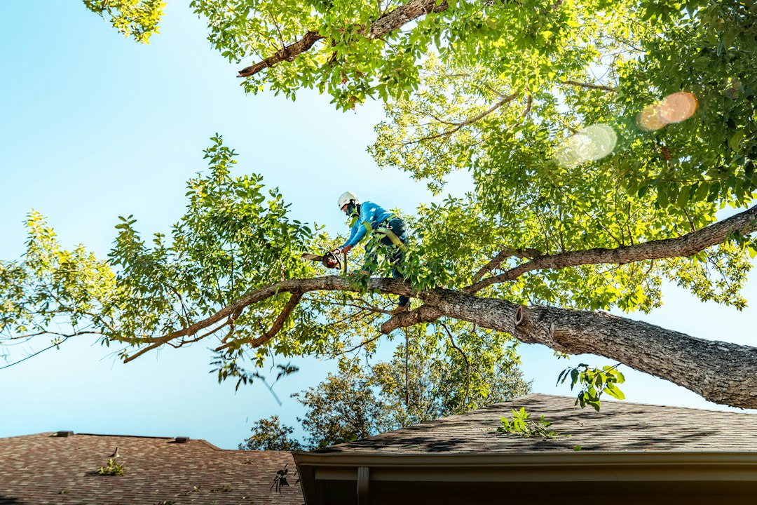 Iconic Tree Care