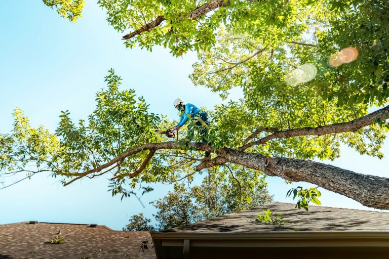 Branchout Tree Services