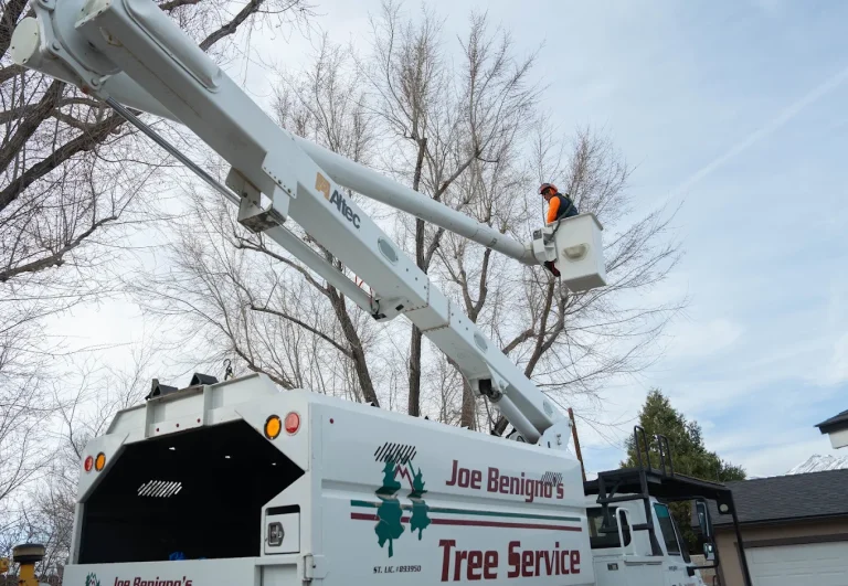 Joe Benigno’s Tree Service
