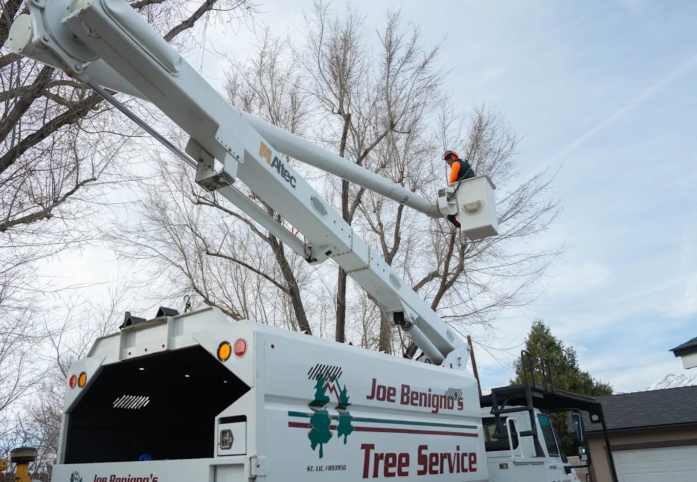Joe Benigno’s Tree Service