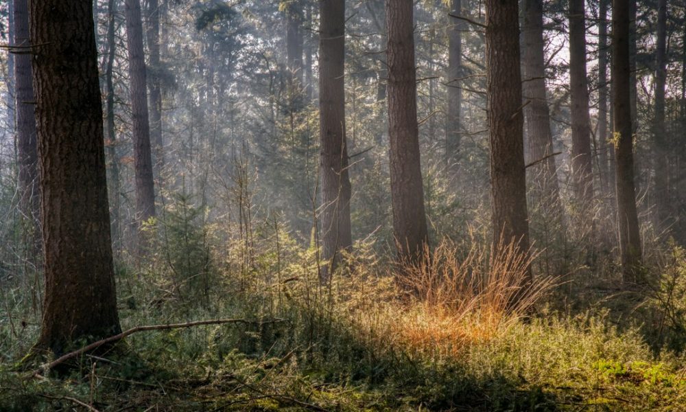 Pine forest, illustrative image for Firebreak Brothers Mitigation