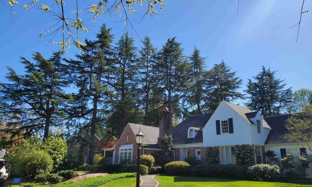 Pruned cedar trees beside a home, from the Oregon Tree Technology website.